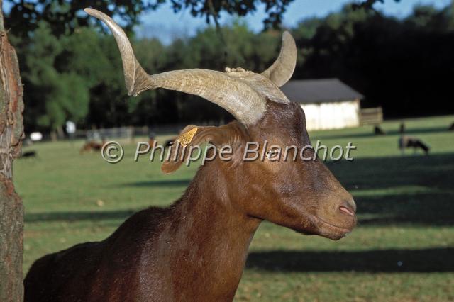 capra aegagrus hircus.JPG - Chèvre de RoveCapra aegagrus hircusDomestic goatArtiodactyla, BovidaeFrance